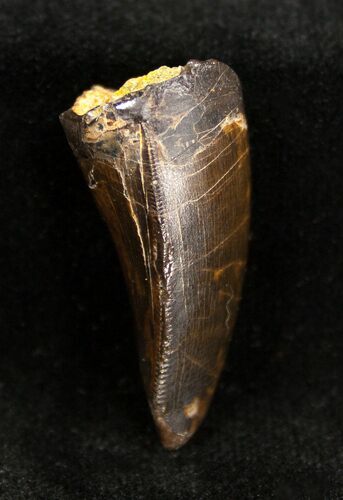 Large Allosaurus Jimmadsoni Tooth #1330